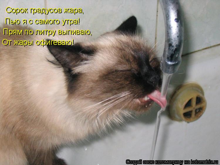 Сорок градусов жара, Пью я с самого утра! Прям по литру выпиваю, От жары офигеваю!... Котоматрица: Сорок градусов жара, Пью я с самого утра! Прям по литру выпиваю, От жары офигеваю!