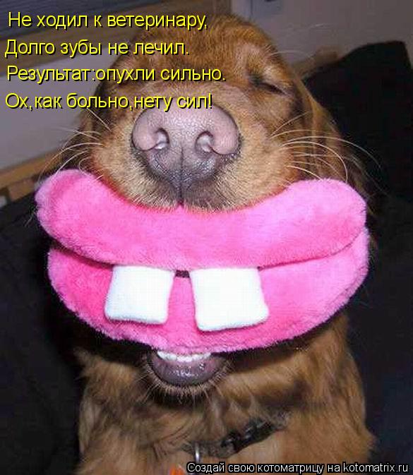 Не ходил к ветеринару, Долго зубы не лечил. Результат:опухли сильно. Ох,как больно,нету сил!... Котоматрица: Не ходил к ветеринару, Долго зубы не лечил. Результат:опухли сильно. Ох,как больно,нету сил!