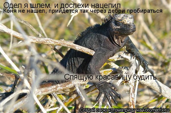 Одел я шлем, и доспехи нацепил Коня не нашел, прийдется так через дебри пробираться Спящую красавицу ... Котоматрица: Одел я шлем, и доспехи нацепил Коня не нашел, прийдется так через дебри пробираться Спящую красавицу будить