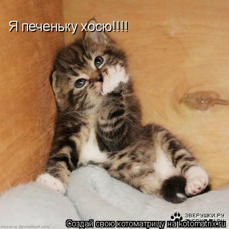 Я печеньку хосю!!!!... Котоматрица: Я печеньку хосю!!!!