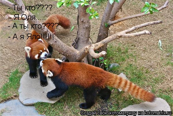 - Ты кто???? - Я Оля..... - А ты кто???? - А я Яло!!!!!!... Котоматрица: - Ты кто???? - Я Оля..... - А ты кто???? - А я Яло!!!!!!