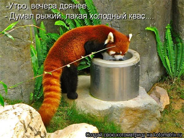 -Утро, вечера дрянее - Думал рыжий, лакая холодный квас....... Котоматрица: -Утро, вечера дрянее - Думал рыжий, лакая холодный квас....