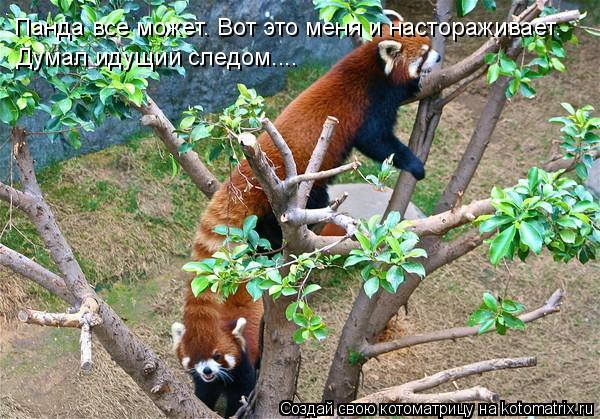 Панда все может. Вот это меня и настораживает. Думал идущий следом....... Котоматрица: Панда все может. Вот это меня и настораживает. Думал идущий следом....