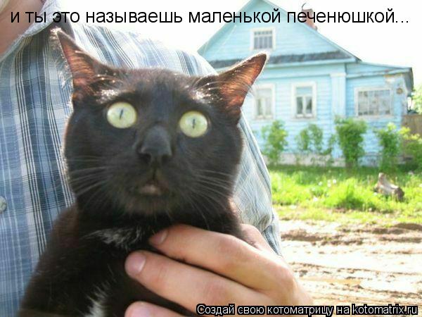 и ты это называешь маленькой печенюшкой...... Котоматрица: и ты это называешь маленькой печенюшкой...