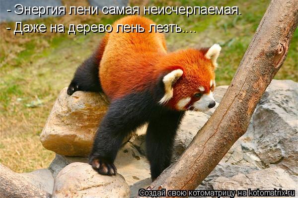 - Энергия лени самая неисчерпаемая. - Даже на дерево лень лезть....... Котоматрица: - Энергия лени самая неисчерпаемая. - Даже на дерево лень лезть....