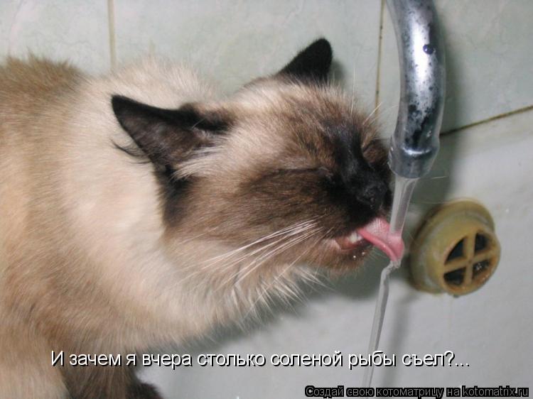 И зачем я вчера столько соленой рыбы съел?...... Котоматрица: И зачем я вчера столько соленой рыбы съел?...