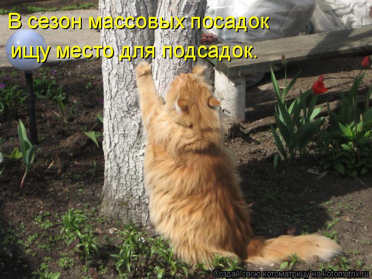 В сезон массовых посадок ищу место для подсадок.... Котоматрица: В сезон массовых посадок ищу место для подсадок.