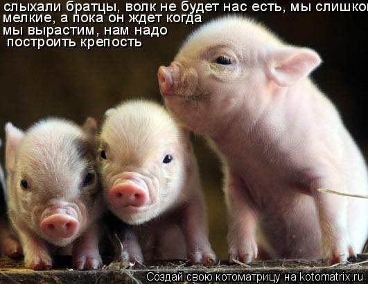слыхали братцы, волк не будет нас есть, мы слишком мелкие, а пока он ждет когда мы вырастим, нам на... Котоматрица: слыхали братцы, волк не будет нас есть, мы слишком мелкие, а пока он ждет когда мы вырастим, нам надо построить крепость