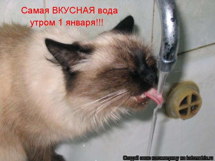 Самая ВКУСНАЯ вода утром 1 января!!!... Котоматрица: Самая ВКУСНАЯ вода утром 1 января!!!