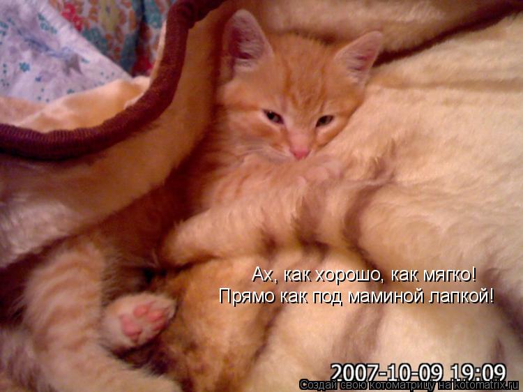 Ах, как хорошо, как мягко! Прямо как под маминой лапкой!... Котоматрица: Ах, как хорошо, как мягко! Прямо как под маминой лапкой!