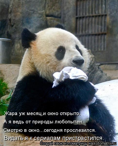 Жара уж месяц,и окно открыто. А я ведь от природы любопытен. Смотрю в окно...сегодня прослезился. Вид... Котоматрица: Жара уж месяц,и окно открыто. А я ведь от природы любопытен. Смотрю в окно...сегодня прослезился. Видать я к сериалам пристрастился.