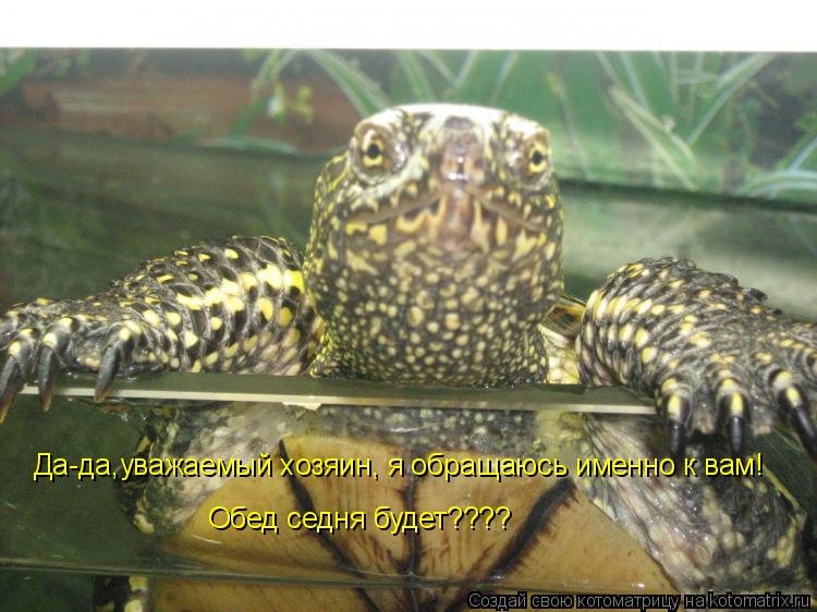 Обед седня будет???? Да-да,уважаемый хозяин, я обращаюсь именно к вам!... Котоматрица: Обед седня будет???? Да-да,уважаемый хозяин, я обращаюсь именно к вам!