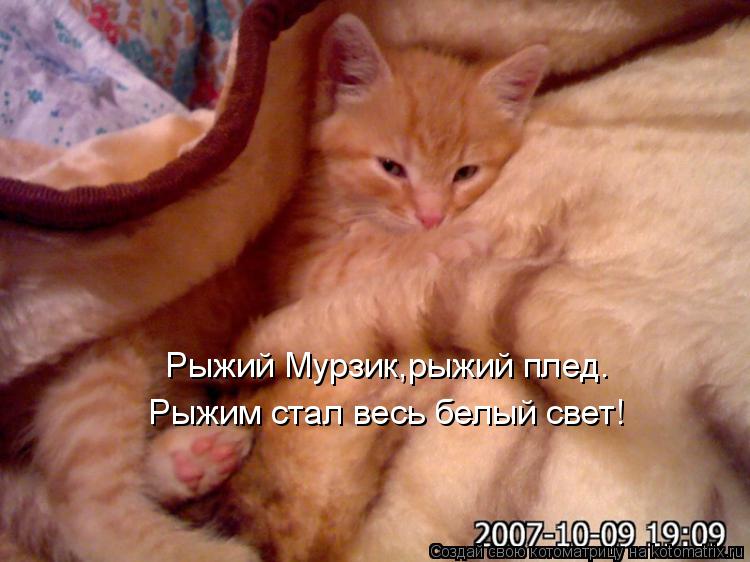 Рыжий Мурзик,рыжий плед. Рыжим стал весь белый свет!... Котоматрица: Рыжий Мурзик,рыжий плед. Рыжим стал весь белый свет!