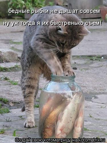 бедные рыбки не дышат совсем ну уж тогда я их быстренько съем!... Котоматрица: бедные рыбки не дышат совсем ну уж тогда я их быстренько съем!