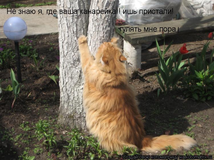 Не знаю я, где ваша канарейка!! ишь пристали! гулять мне пора !... Котоматрица: Не знаю я, где ваша канарейка!! ишь пристали! гулять мне пора !