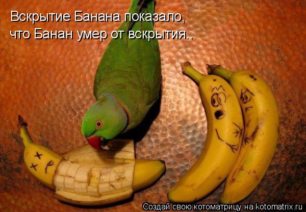 Вскрытие Банана показало, что Банан умер от вскрытия..... Котоматрица: Вскрытие Банана показало, что Банан умер от вскрытия..