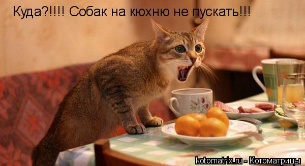 Куда?!!!! Собак на кюхню не пускать!!!... Котоматрица: Куда?!!!! Собак на кюхню не пускать!!!