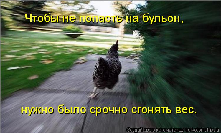 Котоматрица: Чтобы не попасть на бульон, нужно было срочно сгонять вес.