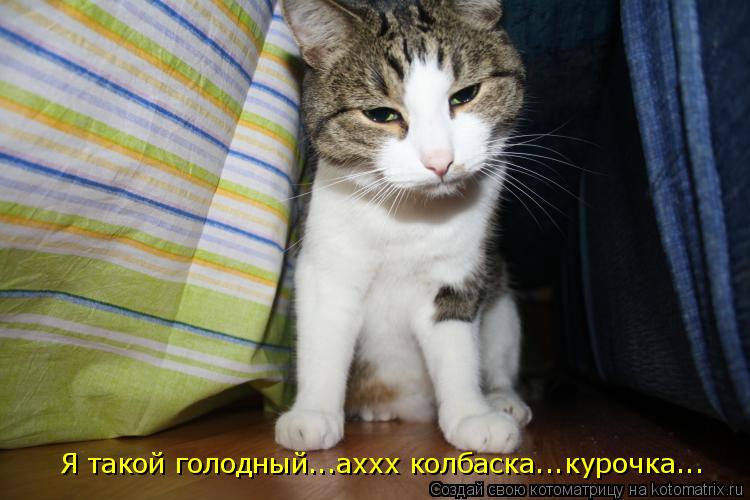 Я такой голодный...аххх колбаска...курочка...... Котоматрица: Я такой голодный...аххх колбаска...курочка...