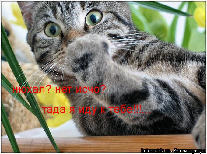нюхал? нет исчо? тада я иду к тебе!!!...... Котоматрица: нюхал? нет исчо? тада я иду к тебе!!!...