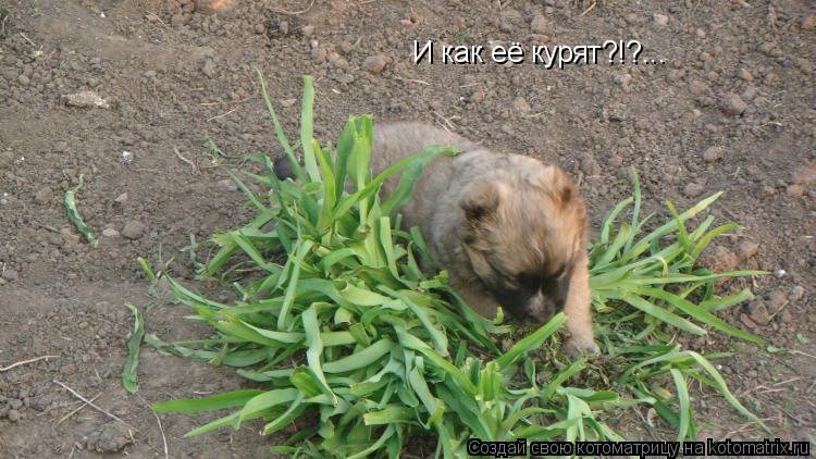 И как её курят?!?...... Котоматрица: И как её курят?!?...