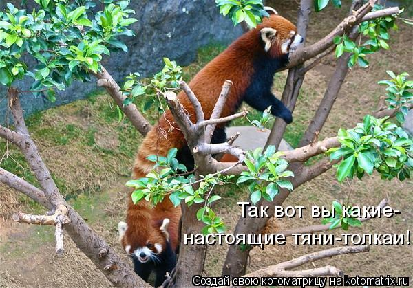 Так вот вы какие- настоящие тяни-толкаи!... Котоматрица: Так вот вы какие- настоящие тяни-толкаи!