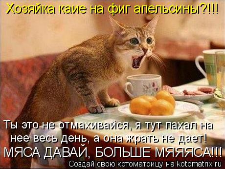 Хозяйка каие на фиг апельсины?!!! нее весь день, а она жрать не дает! Ты это не отмахивайся, я тут ... Котоматрица: Хозяйка каие на фиг апельсины?!!! нее весь день, а она жрать не дает! Ты это не отмахивайся, я тут пахал на МЯСА ДАВАЙ, БОЛЬШЕ МЯЯЯСА!!!