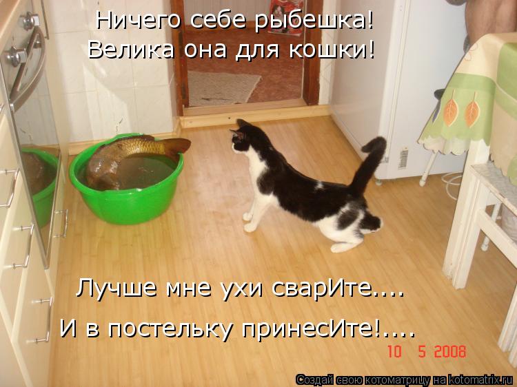 Ничего себе рыбешка! Велика она для кошки! Лучше мне ухи сварИте.... И в постельку принесИте!....... Котоматрица: Ничего себе рыбешка! Велика она для кошки! Лучше мне ухи сварИте.... И в постельку принесИте!....