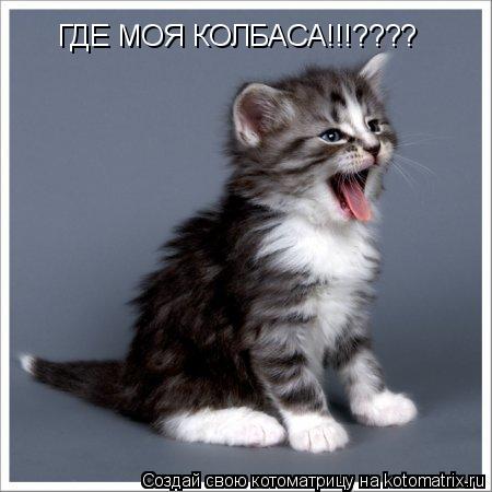 ГДЕ МОЯ КОЛБАСА!!!????... Котоматрица: ГДЕ МОЯ КОЛБАСА!!!????