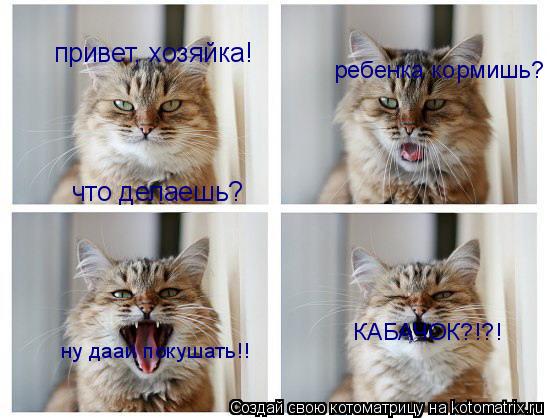 привет, хозяйка! что делаешь? ребенка кормишь? ну даай покушать!! КАБАЧОК?!?!... Котоматрица: привет, хозяйка! что делаешь? ребенка кормишь? ну даай покушать!! КАБАЧОК?!?!