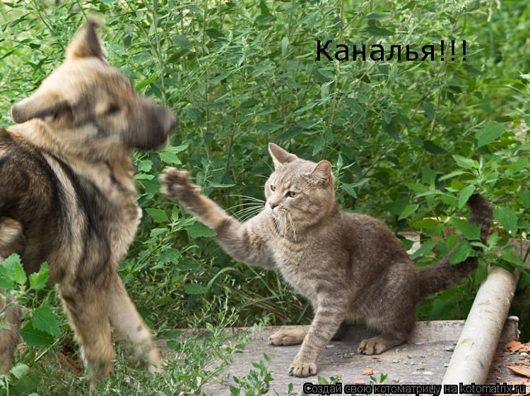 Каналья!!!... Котоматрица: Каналья!!!