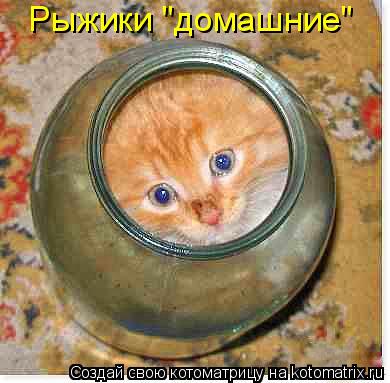 Рыжики "домашние"... Котоматрица: Рыжики "домашние"