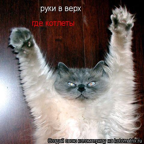 руки в верх где котлеты... Котоматрица: руки в верх где котлеты