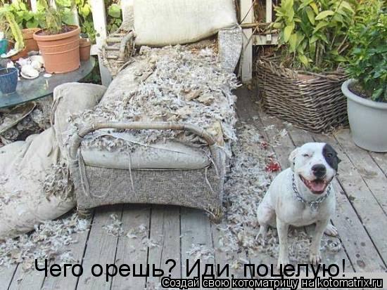 Чего орешь? Иди, поцелую!... Котоматрица: Чего орешь? Иди, поцелую!