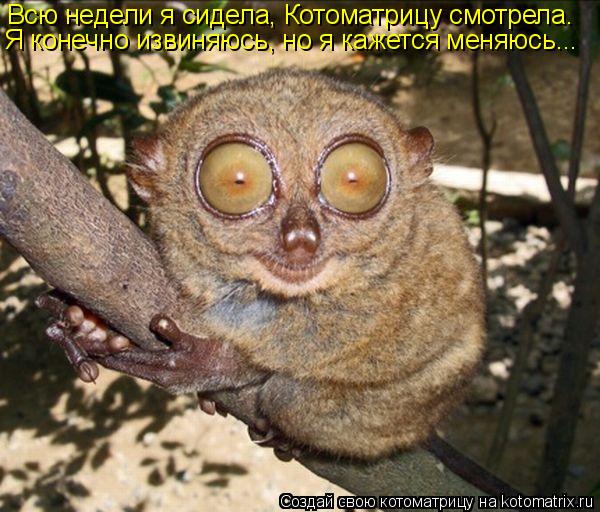 Всю недели я сидела, Котоматрицу смотрела. Я конечно извиняюсь, но я кажется меняюсь...... Котоматрица: Всю недели я сидела, Котоматрицу смотрела. Я конечно извиняюсь, но я кажется меняюсь...