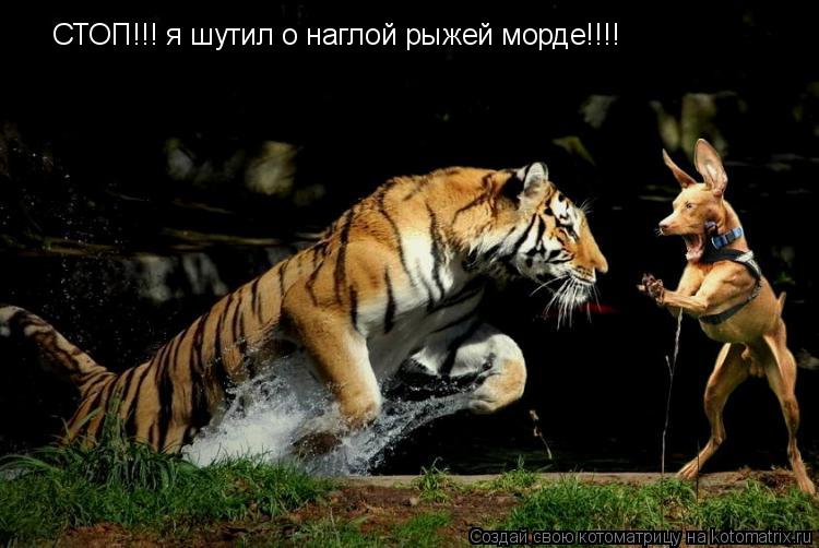 СТОП!!! я шутил о наглой рыжей морде!!!!... Котоматрица: СТОП!!! я шутил о наглой рыжей морде!!!!