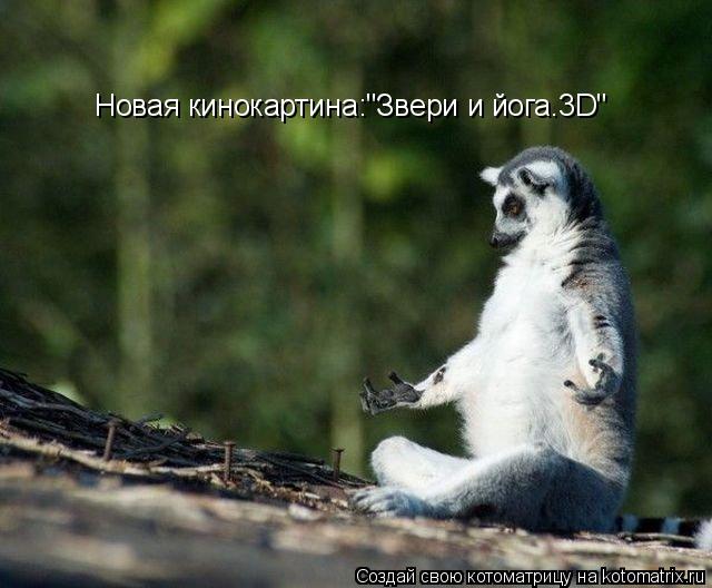 Новая кинокартина:"Звери и йога.3D"... Котоматрица: Новая кинокартина:"Звери и йога.3D"