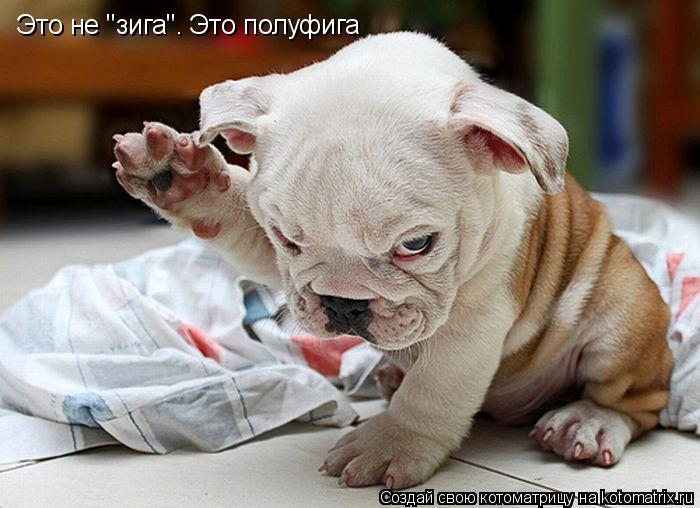 Это не "зига". Это полуфига... Котоматрица: Это не "зига". Это полуфига
