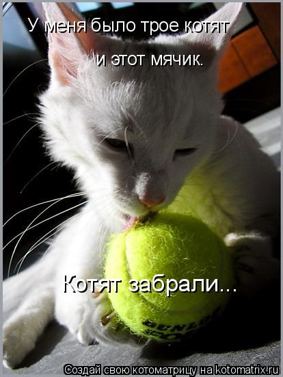 У меня было трое котят и этот мячик. Котят забрали...... Котоматрица: У меня было трое котят и этот мячик. Котят забрали...