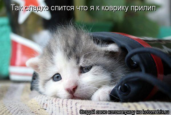 Так сладко спится что я к коврику прилип... Котоматрица: Так сладко спится что я к коврику прилип