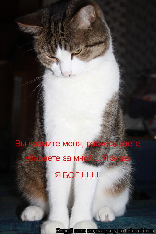 Вы кормите меня, расчесываете, убираете за мной....Я знаю .... Я БОГ!!!!!!!!... Котоматрица: Вы кормите меня, расчесываете, убираете за мной....Я знаю .... Я БОГ!!!!!!!!