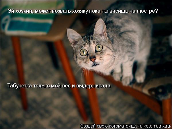 Эй хозяин, может позвать хозяку пока ты висишь на люстре? Табуретка только мой вес и выдерживала... Котоматрица: Эй хозяин, может позвать хозяку пока ты висишь на люстре? Табуретка только мой вес и выдерживала