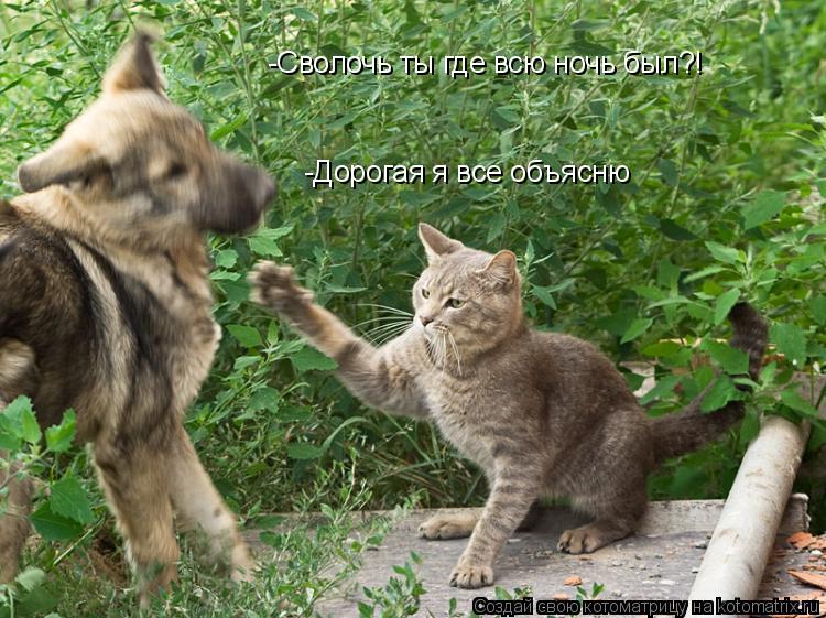 -Сволочь ты где всю ночь был?! -Дорогая я все объясню... Котоматрица: -Сволочь ты где всю ночь был?! -Дорогая я все объясню
