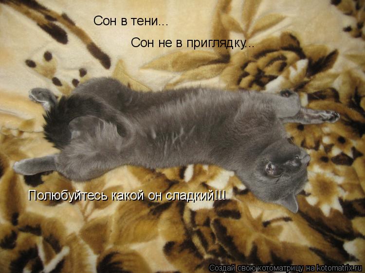 Сон в тени... Сон не в приглядку... Полюбуйтесь какой он сладкий!!!... Котоматрица: Сон в тени... Сон не в приглядку... Полюбуйтесь какой он сладкий!!!