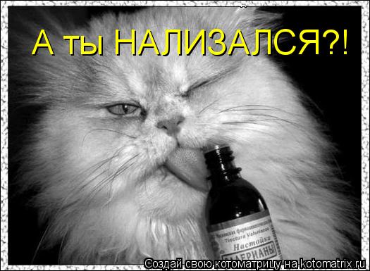 А ты НАЛИЗАЛСЯ?!... Котоматрица: А ты НАЛИЗАЛСЯ?!