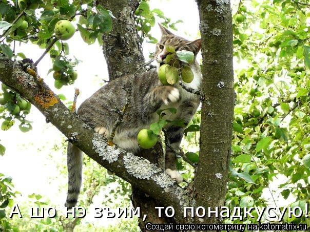 А шо нэ зъим, то понадкусую!... Котоматрица: А шо нэ зъим, то понадкусую!