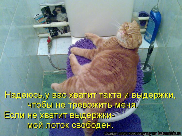 Котоматрица: Надеюсь,у вас хватит такта и выдержки, чтобы не тревожить меня. Если не хватит выдержки- мой лоток свободен.