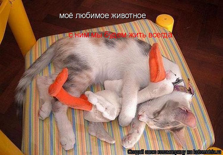моё любимое животное с ним мы будем жить всегда... Котоматрица: моё любимое животное с ним мы будем жить всегда