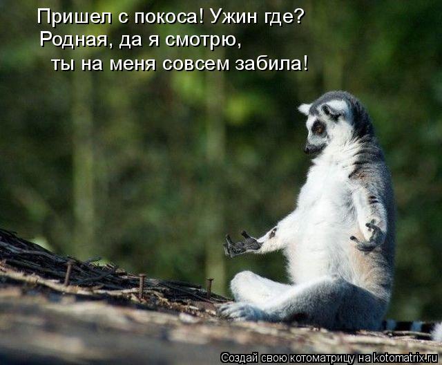 Родная, да я смотрю, ты на меня совсем забила! Пришел с покоса! Ужин где?... Котоматрица: Родная, да я смотрю, ты на меня совсем забила! Пришел с покоса! Ужин где?