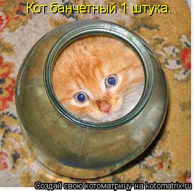 Кот банчетный 1 штука.... Котоматрица: Кот банчетный 1 штука.